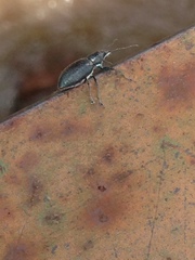 Naupactus auricinctus