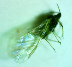 Hyadaphis foeniculi
