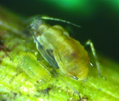 Hyadaphis foeniculi