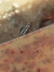 Naupactus auricinctus