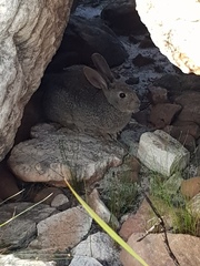 Pronolagus saundersiae