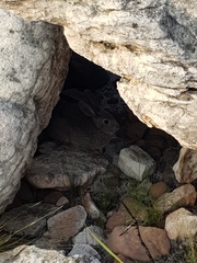 Pronolagus saundersiae