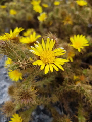 Cullumia reticulata