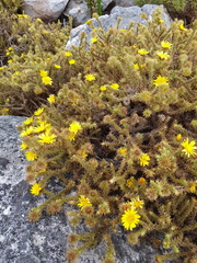 Cullumia reticulata