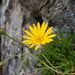Dimorphotheca montana - Photo (c) Peter Thompson, μερικά δικαιώματα διατηρούνται (CC BY-NC)