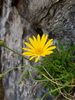 Mountain Rain Daisy - Photo (c) Peter Thompson, some rights reserved (CC BY-NC)