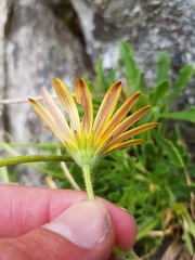 Dimorphotheca montana