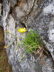 Dimorphotheca montana