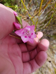 Gladiolus inflatus