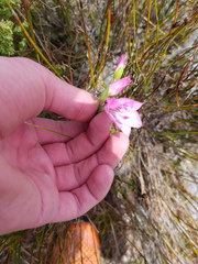 Gladiolus inflatus