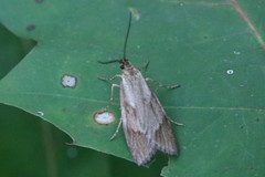 Diurnea lipsiella
