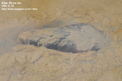 Sinanodonta schrenkii