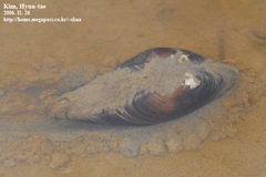 Sinanodonta schrenkii