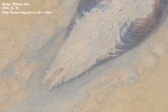 Sinanodonta schrenkii