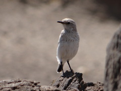 Emarginata tractrac