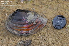 Sinanodonta schrenkii