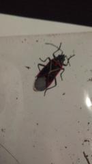 Anochrostomus formosus