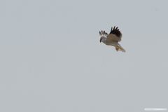 Elanus caeruleus