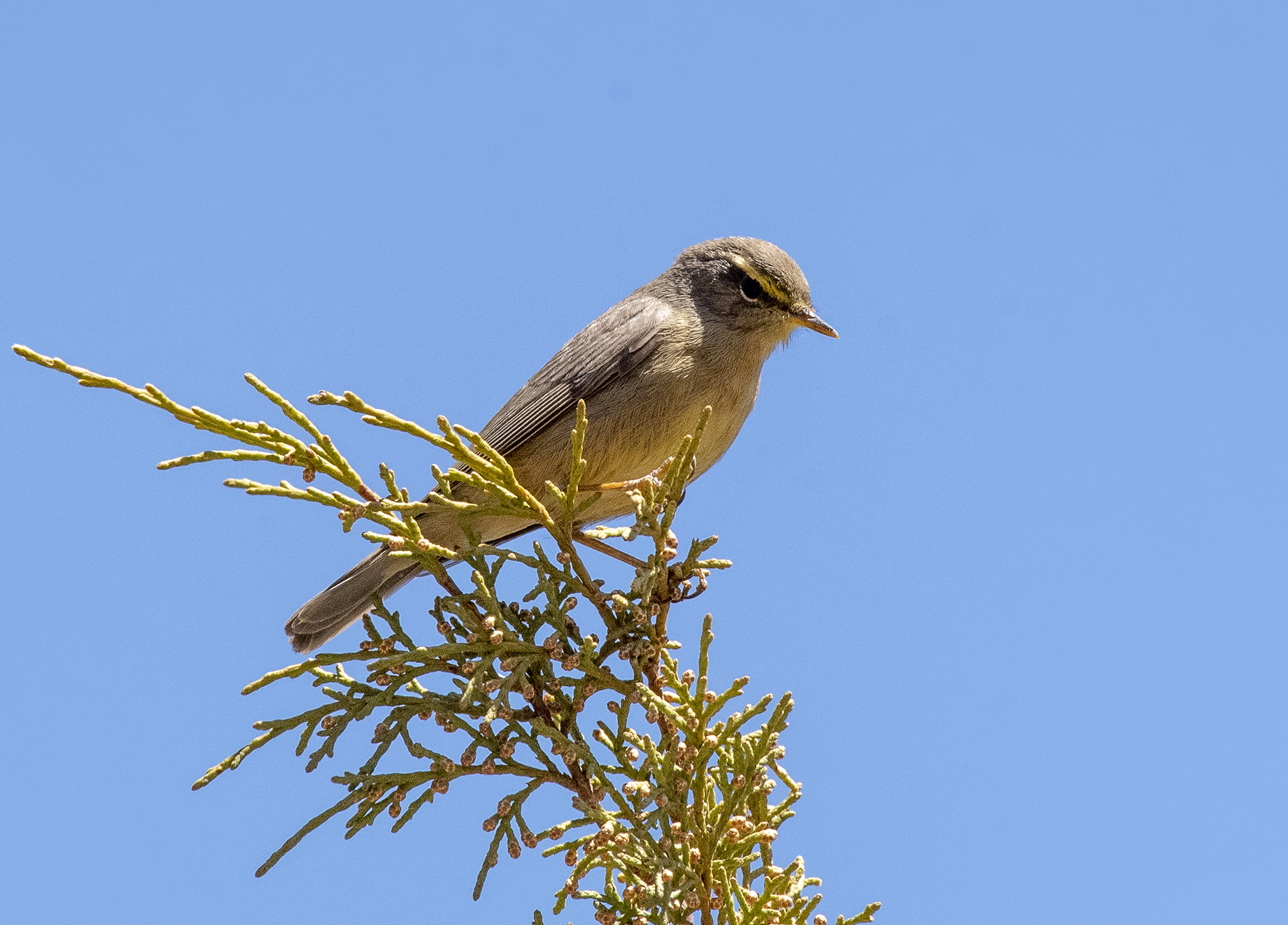 Sulphur-bellied Warbler illustration