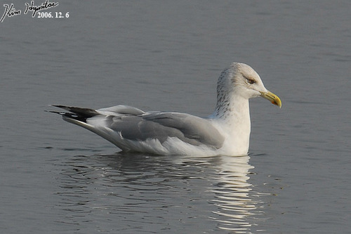 Larus mongolicus