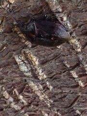 Antiteuchus tripterus