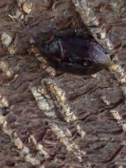 Antiteuchus tripterus