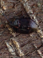 Antiteuchus tripterus