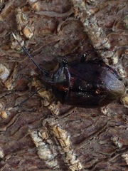 Antiteuchus tripterus