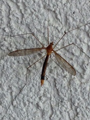 Microtipula