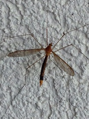 Microtipula