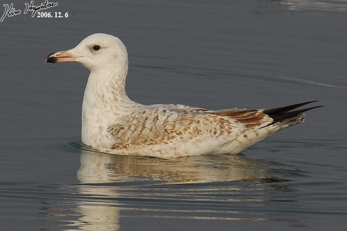Mongolian Gull
