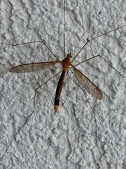 Microtipula