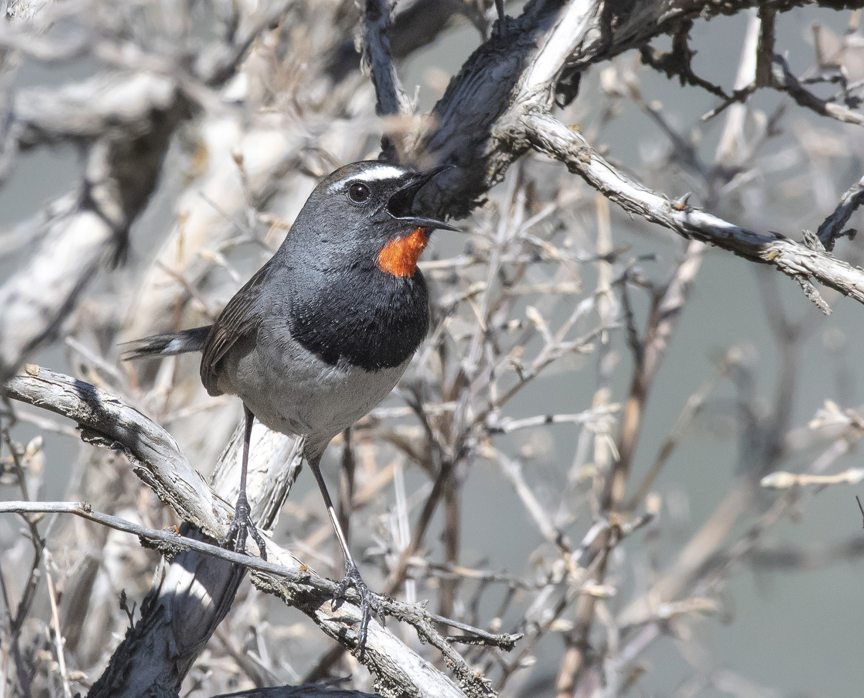 Himalayan Rubythroat illustration