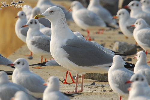 Mongolian Gull