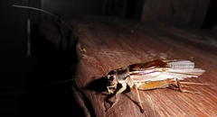 Teleogryllus mitratus