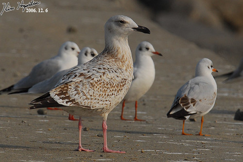 Mongolian Gull