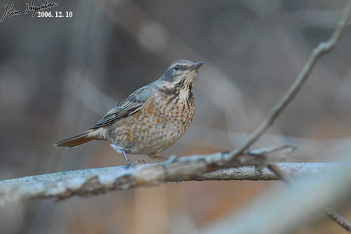 Naumann's Thrush (Turdus naumanni), photo 8