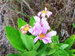 Senecio speciosissimus