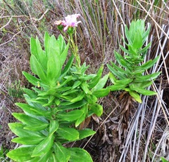 Senecio speciosissimus