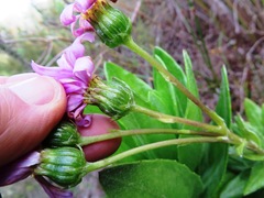 Senecio speciosissimus