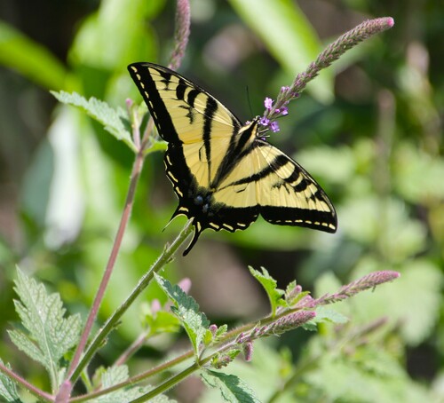 iNaturalist observation photo of Western Tiger Swallowtail