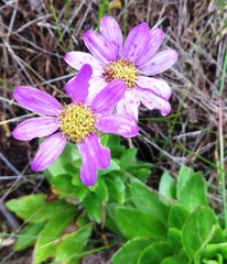 Senecio speciosissimus