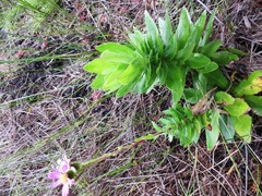 Senecio speciosissimus