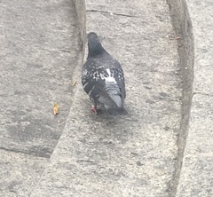 Columba livia domestica