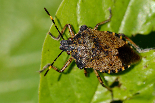 Bronze Shield Bug (Troilus luridus) · iNaturalist