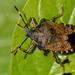Bronze Shield Bug - Photo (c) Erland Refling Nielsen, some rights reserved (CC BY-NC)