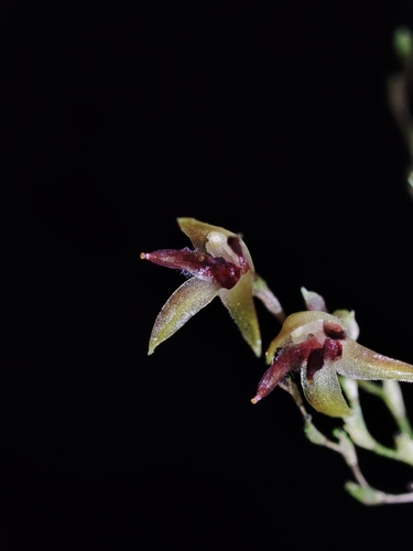 Anathallis adenochila (Anathallis adenochila)