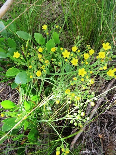 Image of Villarsia capensis by (c) linkie, some rights reserved (CC BY)