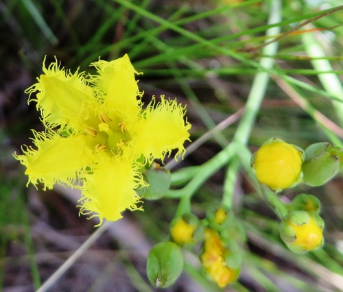 Image of Villarsia capensis by (c) linkie, some rights reserved (CC BY)