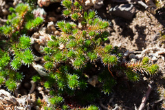 Selaginella hansenii